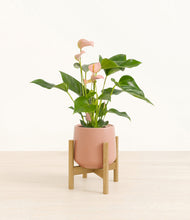 Load image into Gallery viewer, Calm Rose stand:bamboo