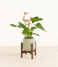 Load image into Gallery viewer, Turquoise stand:walnut