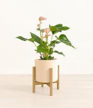 Load image into Gallery viewer, Cream stand:bamboo