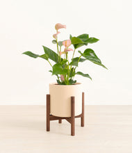 Load image into Gallery viewer, Cream stand:walnut