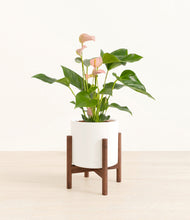 Load image into Gallery viewer, White stand:walnut