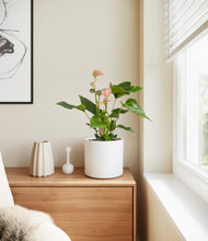 Load image into Gallery viewer, White