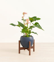Load image into Gallery viewer, Deep Navy stand:walnut