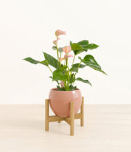 Load image into Gallery viewer, Calm Rose stand:bamboo