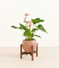 Load image into Gallery viewer, Calm Rose stand:walnut