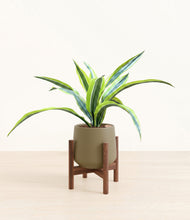 Lade das Bild in den Galerie-Viewer, Olive stand:walnut