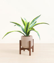Lade das Bild in den Galerie-Viewer, Eternal Gray stand:walnut