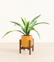 Lade das Bild in den Galerie-Viewer, Mustard stand:walnut