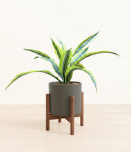 Lade das Bild in den Galerie-Viewer, Dark Olive stand:walnut