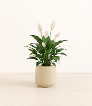 Load image into Gallery viewer, Almond Green*****Profile