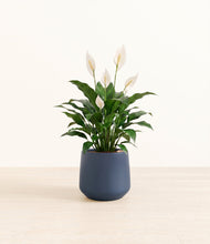 Load image into Gallery viewer, Deep Navy*****Profile