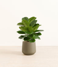 Load image into Gallery viewer, Olive*****Profile