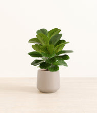 Load image into Gallery viewer, Eternal Gray*****Profile