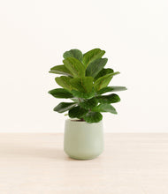 Load image into Gallery viewer, Turquoise*****Profile