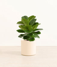 Load image into Gallery viewer, Cream*****Profile