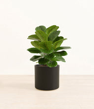 Load image into Gallery viewer, Black*****Profile