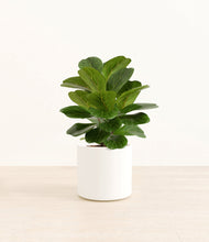 Load image into Gallery viewer, White*****Profile