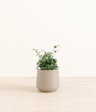 Load image into Gallery viewer, Eternal Gray*****Profile