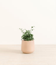 Load image into Gallery viewer, Gentle Pink*****Profile