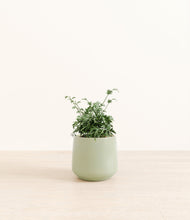 Load image into Gallery viewer, Turquoise*****Profile