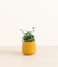 Load image into Gallery viewer, Mustard*****Profile