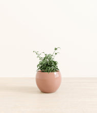 Load image into Gallery viewer, Calm Rose*****Profile