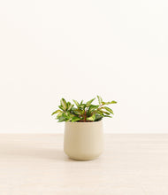 Load image into Gallery viewer, Almond Green*****Profile