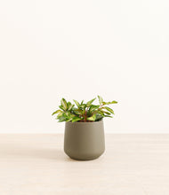 Load image into Gallery viewer, Olive*****Profile