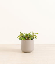 Load image into Gallery viewer, Eternal Gray*****Profile