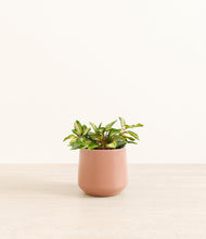 Load image into Gallery viewer, Calm Rose*****Profile