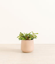 Load image into Gallery viewer, Gentle Pink*****Profile