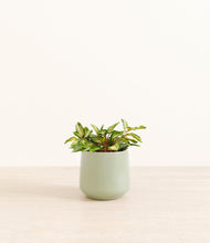 Load image into Gallery viewer, Turquoise*****Profile