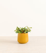 Load image into Gallery viewer, Mustard*****Profile