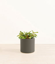 Load image into Gallery viewer, Dark Olive*****Profile