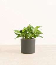 Load image into Gallery viewer, Dark Olive*****Profile