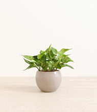 Load image into Gallery viewer, Desert Brown*****Profile