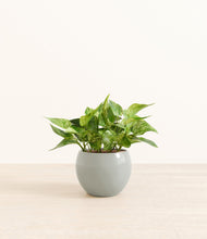 Load image into Gallery viewer, Deep Ocean*****Profile