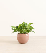 Load image into Gallery viewer, Calm Rose*****Profile