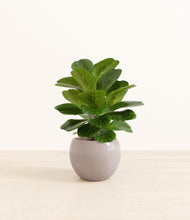 Load image into Gallery viewer, Winter Clouds*****Profile