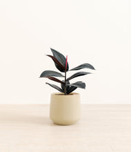 Load image into Gallery viewer, Almond Green*****Profile
