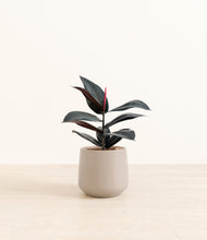 Load image into Gallery viewer, Eternal Gray*****Profile