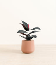 Load image into Gallery viewer, Calm Rose*****Profile