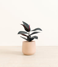 Load image into Gallery viewer, Gentle Pink*****Profile