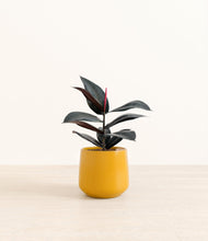 Load image into Gallery viewer, Mustard*****Profile