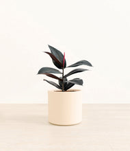 Load image into Gallery viewer, Cream*****Profile