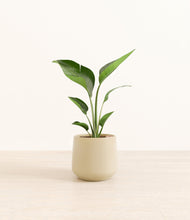 Load image into Gallery viewer, Almond Green*****Profile