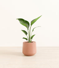 Load image into Gallery viewer, Calm Rose*****Profile