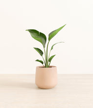 Load image into Gallery viewer, Gentle Pink*****Profile