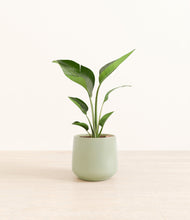 Load image into Gallery viewer, Turquoise*****Profile