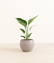 Load image into Gallery viewer, Winter Clouds*****Profile